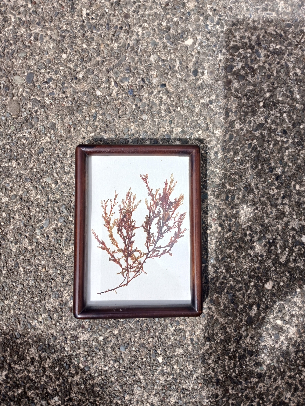 Framed Botanical Wall Art - Brown Frame with Rust Accent Print